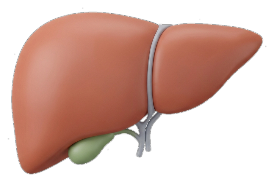 Human liver anatomy